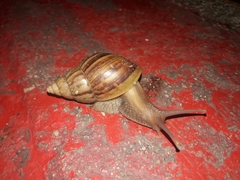Lissachatina fulica