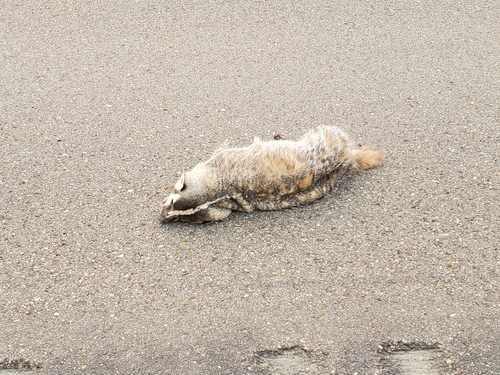 American Badger photographed in North Dakota