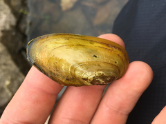 Anodonta kennerlyi