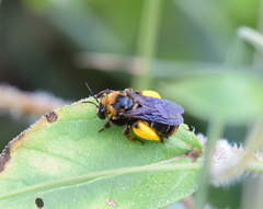 Svastra obliqua obliqua