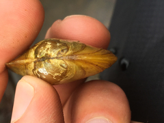 Anodonta kennerlyi