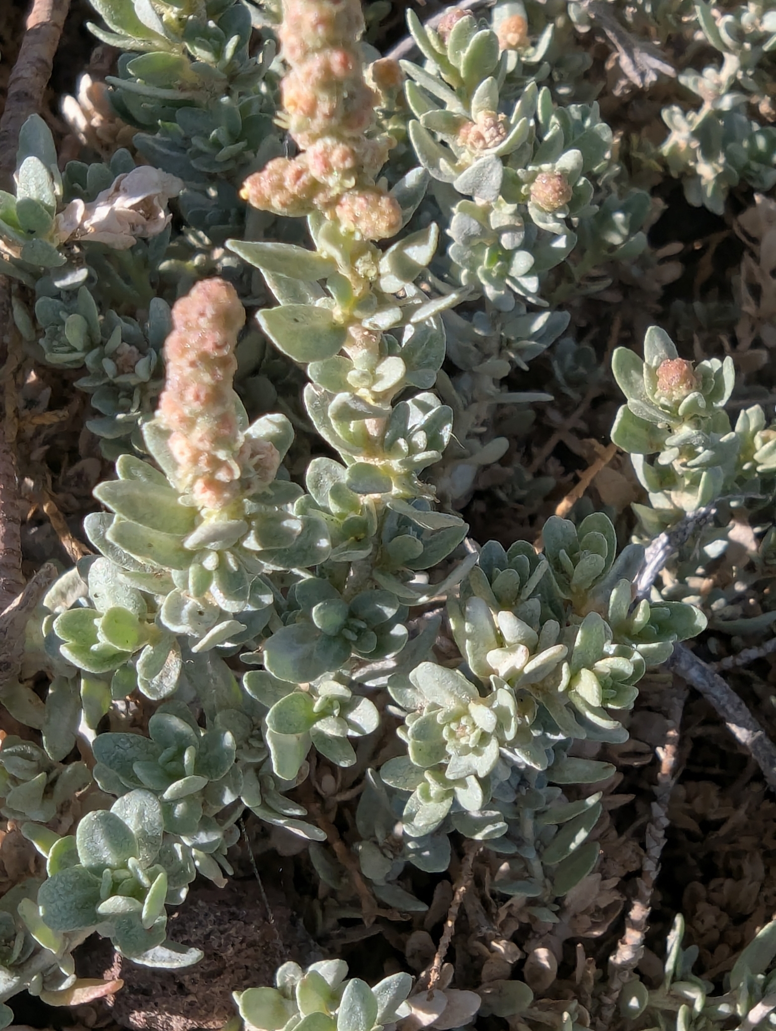 Atriplex glauca