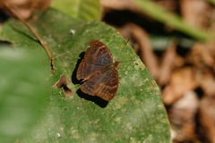 Euriphene