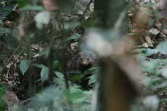 Crossarchus platycephalus