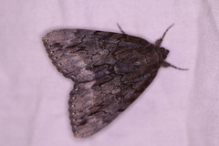 Catocala residua