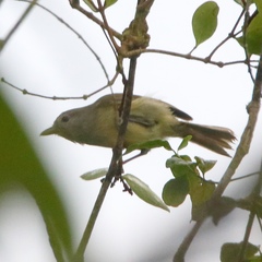 Vireo osburni