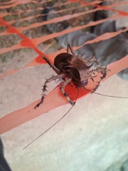 Cosmoderus erinaceus