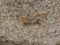 Rhachocnemis validus