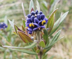 Monnina crassifolia