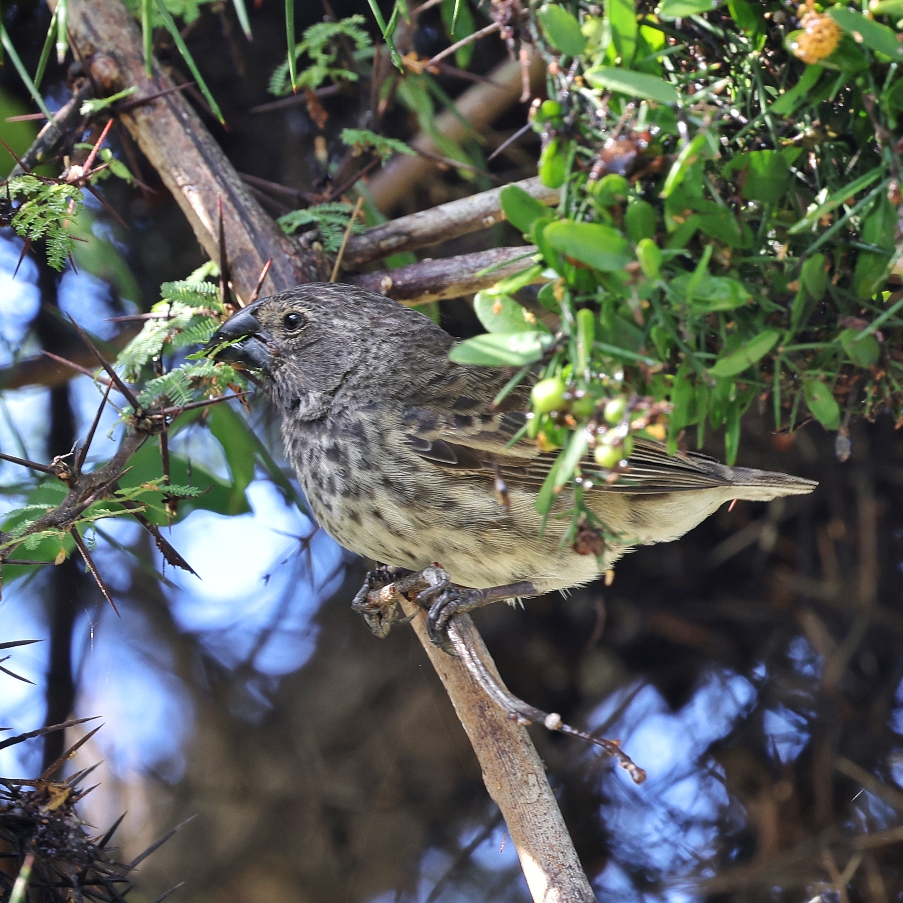 Vegetarian Finch (Platyspiza crassirostris), photo 1