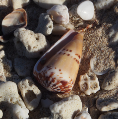 Conus mustelinus