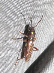 Xylotrechus quadrimaculatus