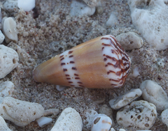Conus mustelinus