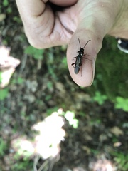 Xylotrechus quadrimaculatus