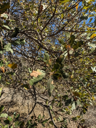 Quercus × macdonaldii, photograph 4