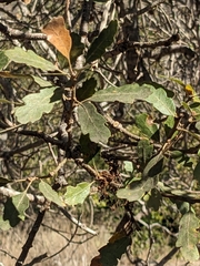Quercus × macdonaldii, photograph (c) Aaron Kreisberg, some rights reserved (CC BY)