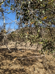 Quercus × macdonaldii, photograph (c) Aaron Kreisberg, some rights reserved (CC BY)