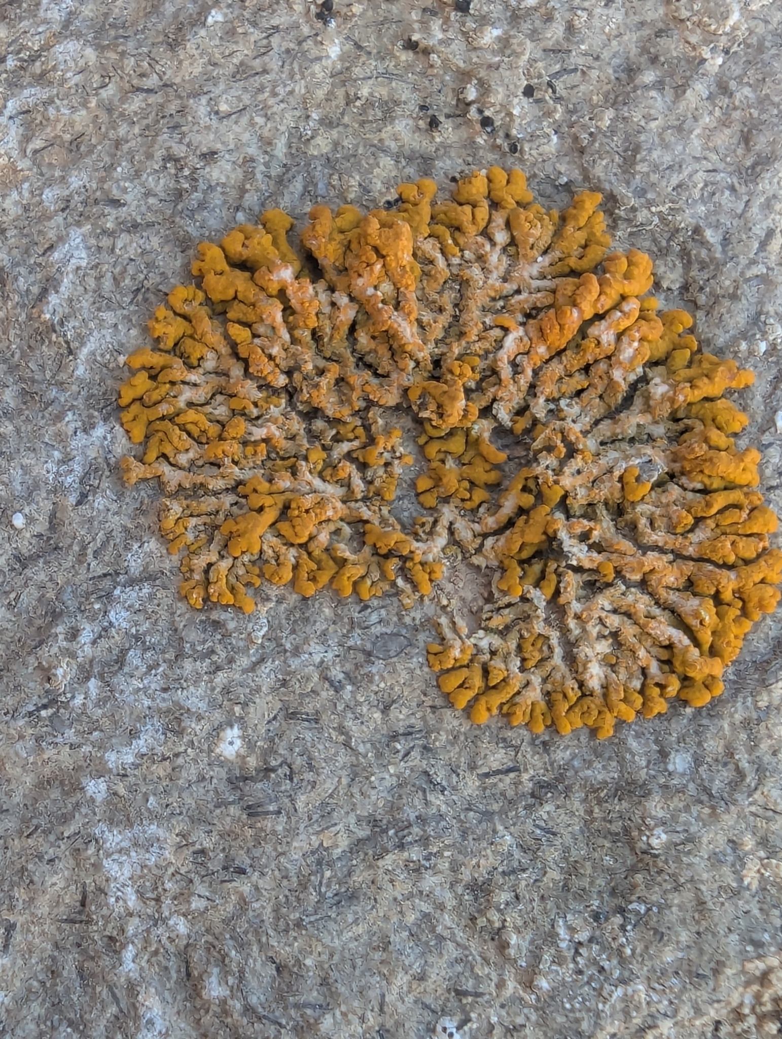 Xanthoria elegans