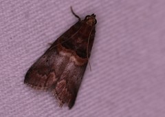 Acrobasis stigmella