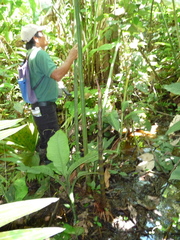 Costus laevis