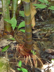 Costus laevis