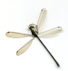 Lestes concinnus