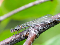 Coenagrion resolutum
