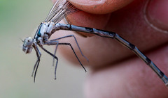 Coenagrion resolutum