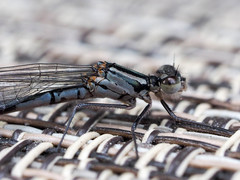 Coenagrion resolutum