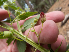 Scrophularia parviflora