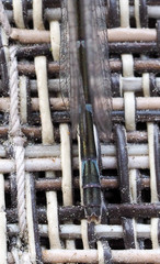 Coenagrion resolutum