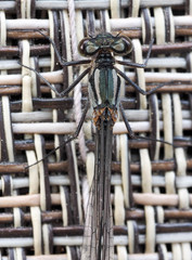 Coenagrion resolutum