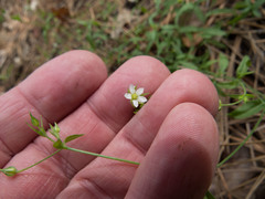 Arenaria lanuginosa