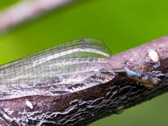 Coenagrion resolutum