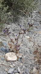 Phacelia crenulata crenulata