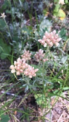 Antennaria rosea