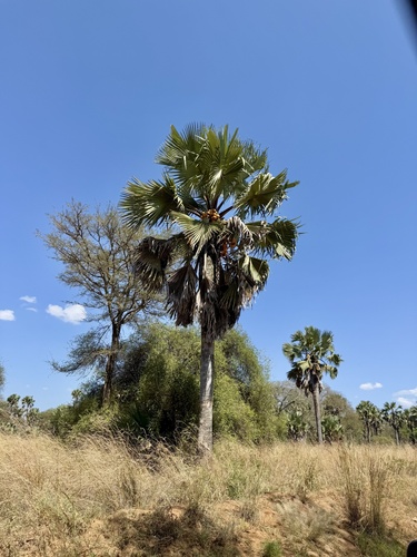 Foto de Buriti