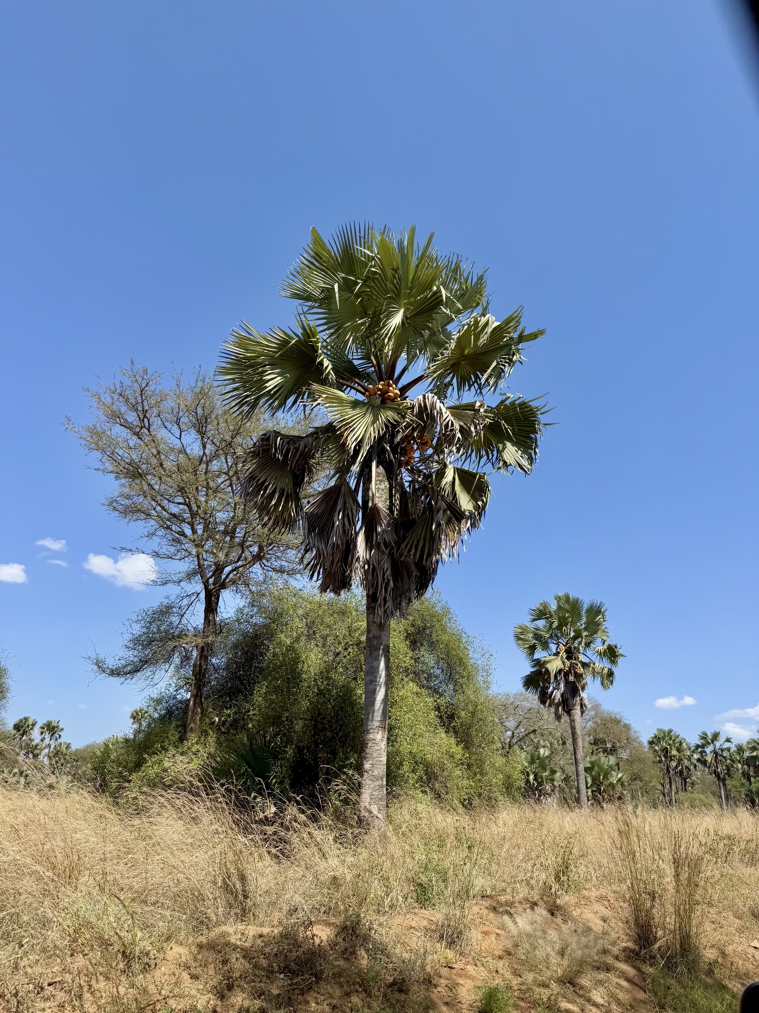 Imagem de Buriti