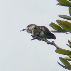 Mellisuga minima