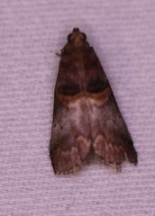 Acrobasis stigmella
