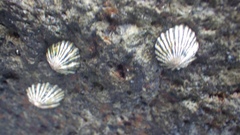 Siphonaria normalis
