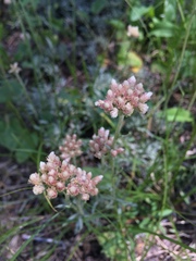 Antennaria rosea