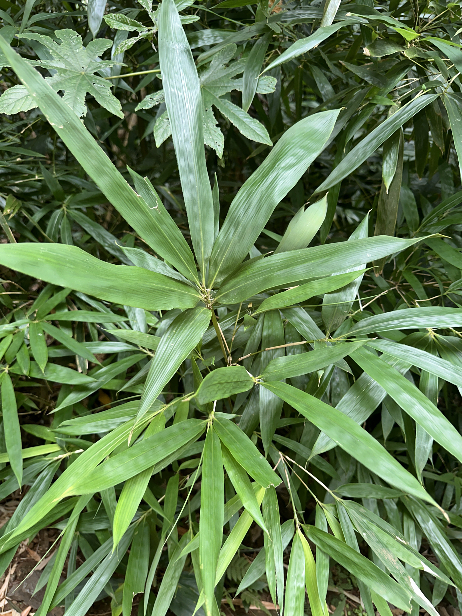 Imagem de Bambu-mossô