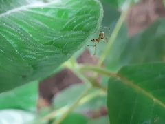 Araneae