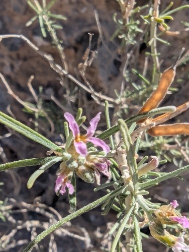 Parolinia intermedia