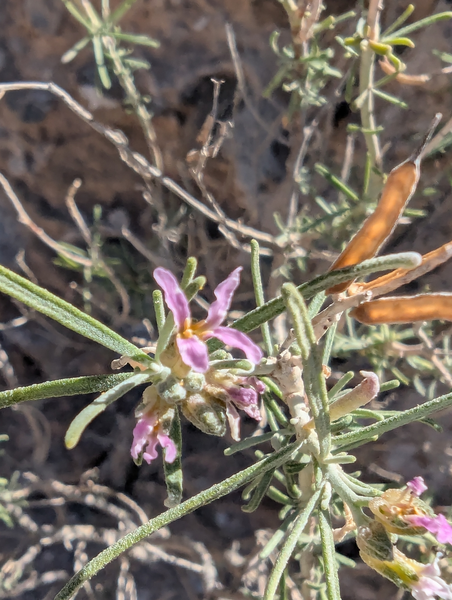 Parolinia intermedia
