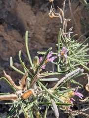Piermario Maculan, CC0, iNaturalist via GBIF Parolinia intermedia, photograph Piermario Maculan, CC0, iNaturalist via GBIF