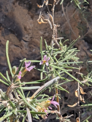 Parolinia intermedia, photograph 5