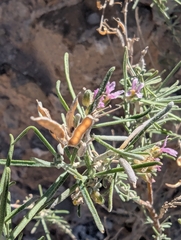 Parolinia intermedia, photograph Piermario Maculan, CC0, iNaturalist via GBIF