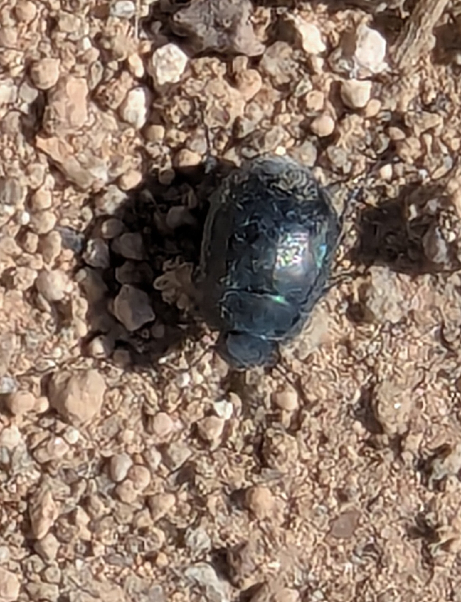 Zophosis bicarinata